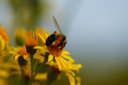 The common ragwort is a native poisonous plant in Europe. Bees like to visit it and contaminate the...
