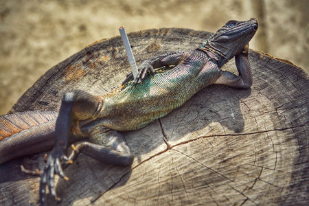 A gray lizard laying on the stump with the blurred backgroundの写真素材