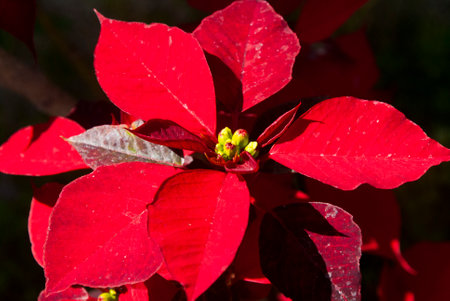 Euphorbia pulcherrima in Guatemala, flower pascua. Christmas plant.の写真素材