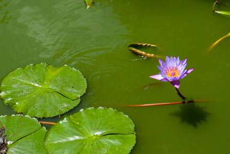 Eichhornia crassipes aquatic flower in Guatemala, central americaの写真素材