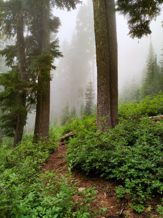 A scenic shot of a roadway that foes through a foggy forest in Brandywine mountain, Whistler, Canadaの写真素材