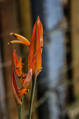 A closeup shot of an orange Lobster-claws grown in the gardenの写真素材