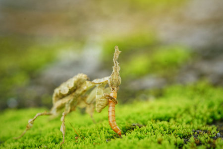 A closeup of an insect with the blurred backgroundの写真素材