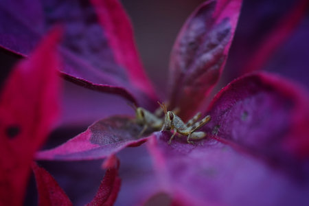 Two grasshoppers perched on purple leavesの写真素材