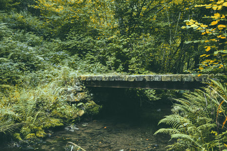 A bridge over a creek in the green deciduous forest