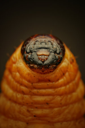 A closeup of an insect with the black backgroundの写真素材