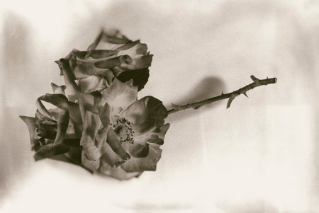 Vintage rose, rose, romantic detail, artistic effect, natural organic flower in Guatemala.の写真素材