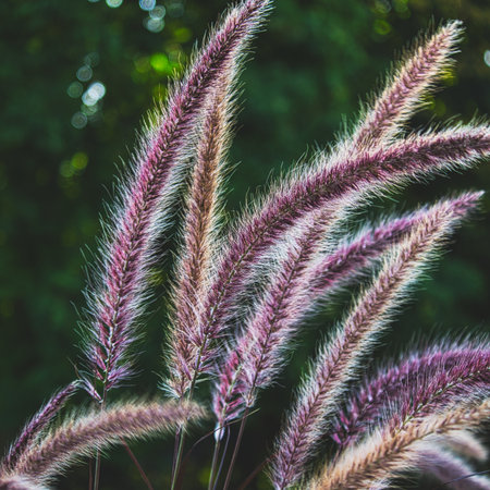 A closeup shot of pink fountain grass on a fieldの写真素材