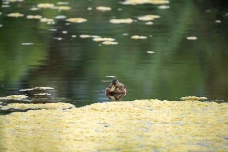 A cute little duckling swimming in the pondの写真素材