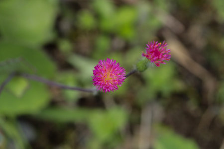 A purple bud of a Dahlia flower grown in the gardenの写真素材