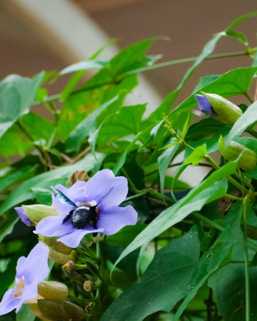 A closeup of a bug pollinating on the blossomed purple flowers in the gardenの写真素材