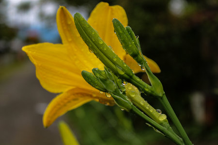A closeup shot of a yellow daylily on a blurred backgroundの写真素材