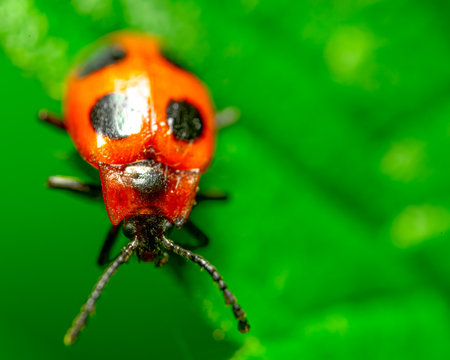 A macro shot of a ladybug on a green leaf