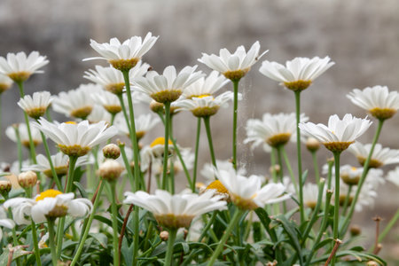 A closeup of beautiful daisy flowers in a gardenの写真素材