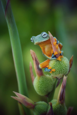 A closeup of the small colorful; frog with the blurred backgroundの写真素材