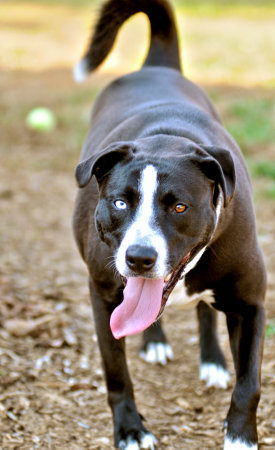 An adorable black American Staffordshire terrier dog with heterochromia playing in the parkの写真素材