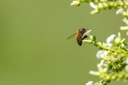 A macro shot of a bee pollinating tiny white flowers with a sage green backgroundの写真素材