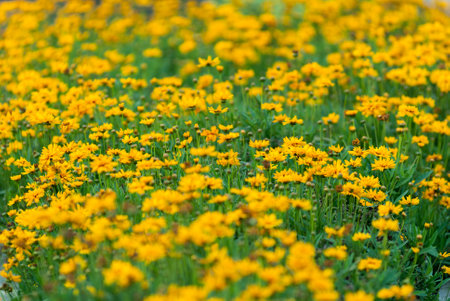 Yellow flowers in Guatemala, tropical gardenの写真素材