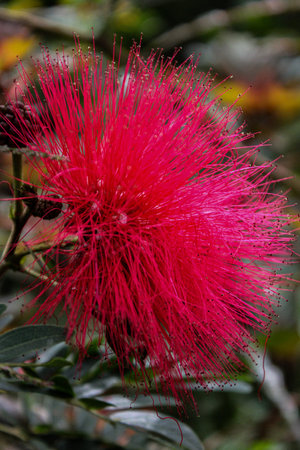 A closeup shot of a pink Mimosoideae on a blurred backgroundの写真素材