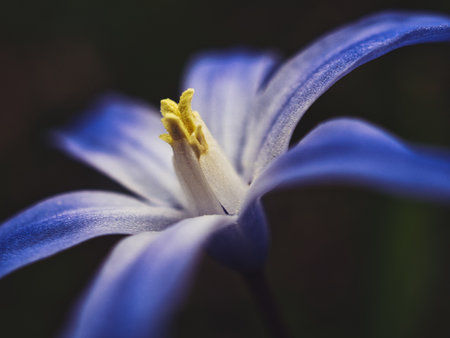 A closeup shot of Scilla blooming in the gardenの写真素材