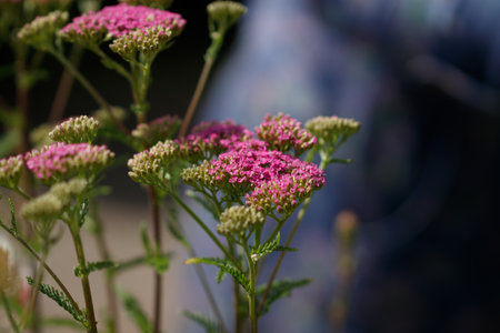 A scenic view of pink Yarrow flowers on a blurred backgroundの写真素材