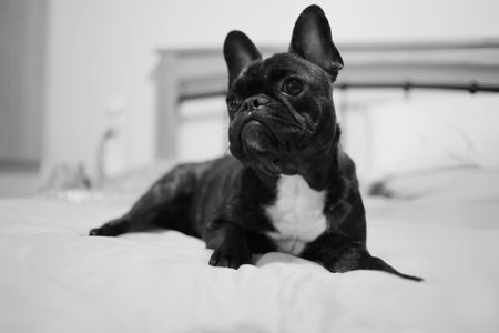 A grayscale shot of a black French bulldog on a bedの写真素材