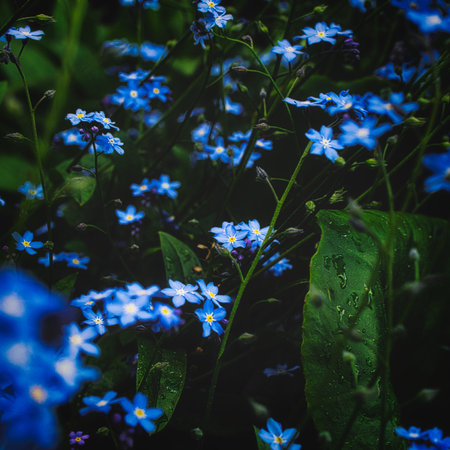 A view of Myostosis blooming in the gardenの写真素材