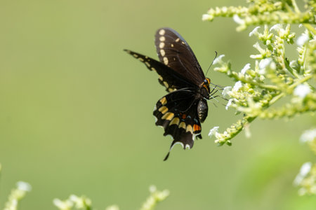 A macro shot of a butterfly on a white flower with a sage green backgroundの写真素材