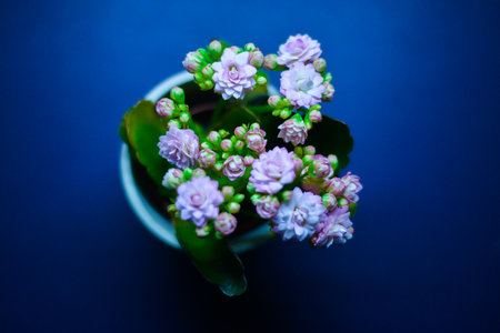 A top view of a potted purple Florist Kalanchoe plant on a blueの写真素材