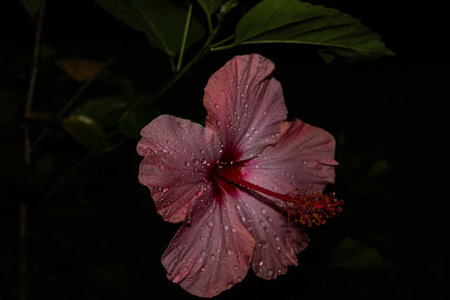 A closeup shot of pink Hibiscus flower grown in the garden