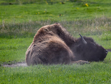 A beautiful shot of a grown bison laying on grass in the field
