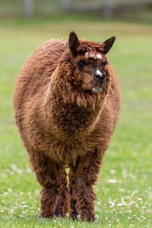 A closeup shot of a llamaの写真素材