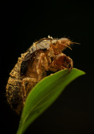 A closeup of an insect with the black backgroundの写真素材