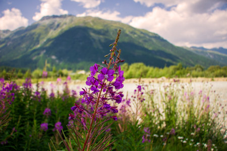 A closeup shot of purple field flowers in the meadowの写真素材