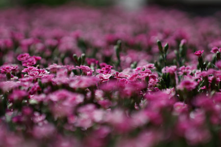 A scenic view of bright pink flowers on a blurred background