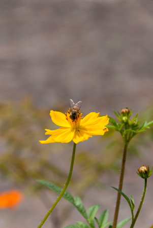 Cosmos flower in Guatemala, tropical and bee. In Guatemala.