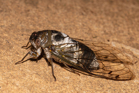 A selective focus shot of a cicada insect on a brown surface