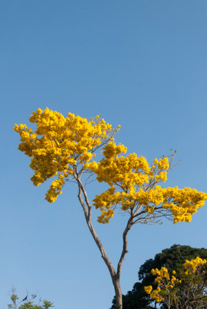 Tropical flower Palo Blanco, abebuia donnell smithii in Guatemala.