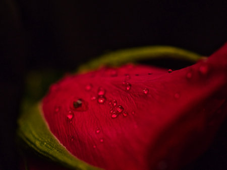 A closeup shot of a red rose with water drops on it