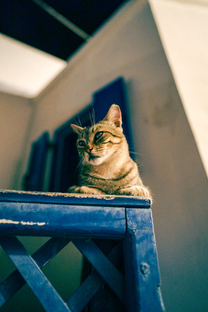 A cat on a balcony in Astypalaia Town, Santoriniの写真素材