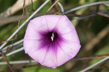 Flowers morning-glory Ipomoea Purpurea in Guatemala