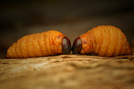 A closeup of two small insects with the blurred background