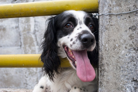 American Cocker Spaniel black and white color, the dog called man is best friend, beautiful male specimen, noble and loving, friendship until the endの写真素材