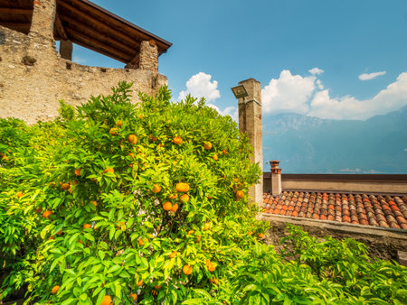 Limone sul Garda Limone garden with fresh fruits at the plantationの写真素材