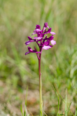 A vertical shot of a blooming rare wild hybrid orchidの写真素材