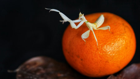 A closeup of grasshopper on the orange with the blurred backgroundの写真素材