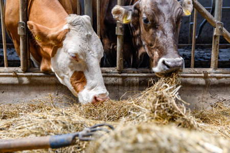 Dairy cows eating hay in barn.の写真素材