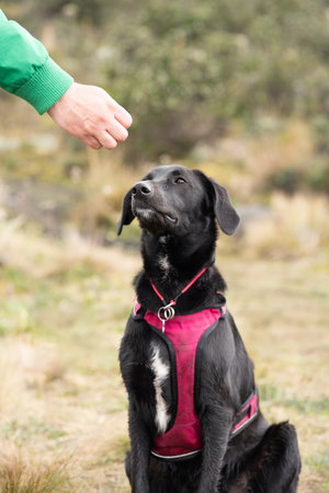 A vertical shot of a black labrador looking at a person's hand