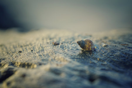 A shell on the sandy beach with the blurred backgro8ndの写真素材