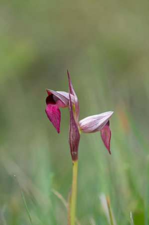A vertical closeup shot of a blooming wild tongue orchidの写真素材